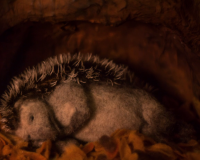 Hedgehog's Home (La Maison du hérisson)